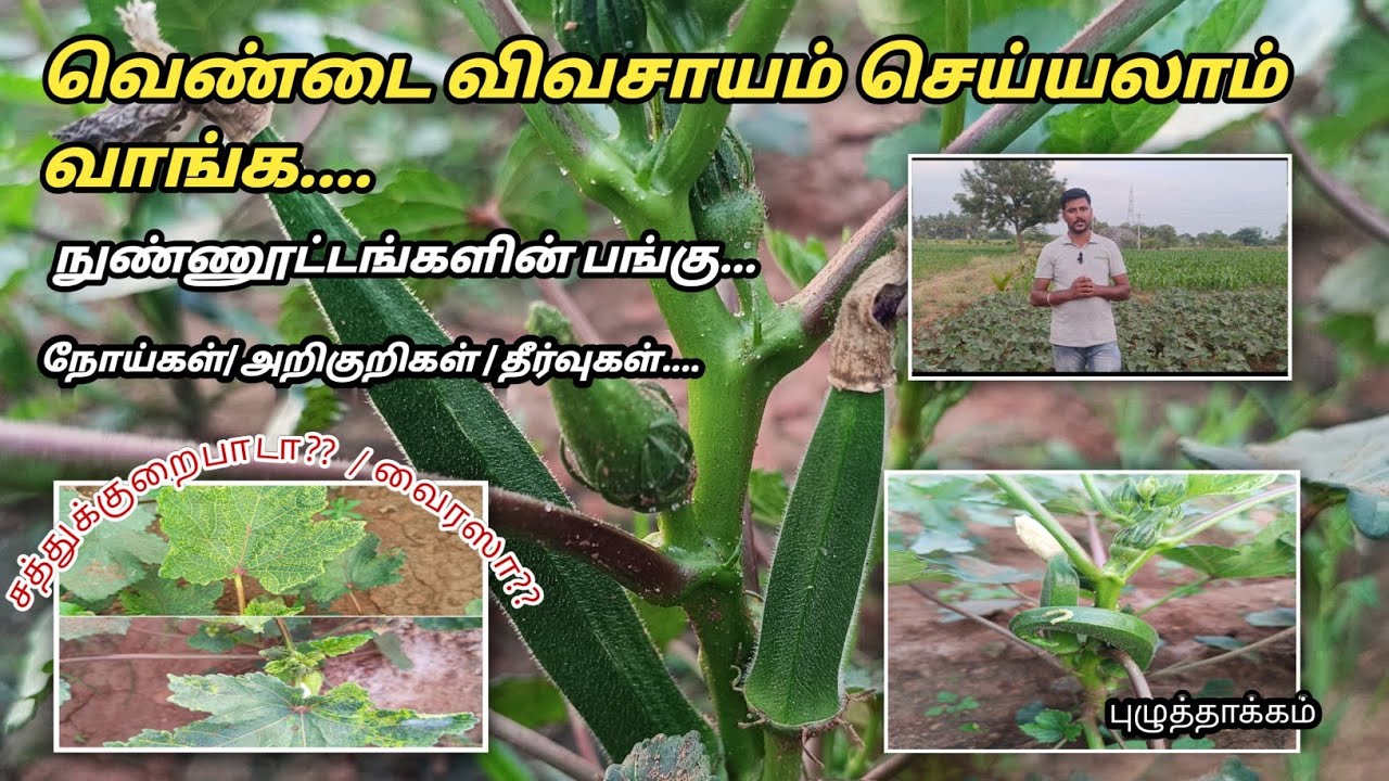 வெண்டை பயிர் சாகுபடி முறை/ [Bhendi farming Tips]...