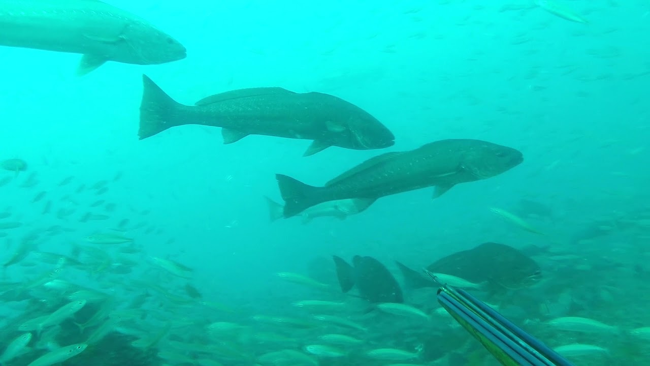 El dios de las corvinas con fusiles orca