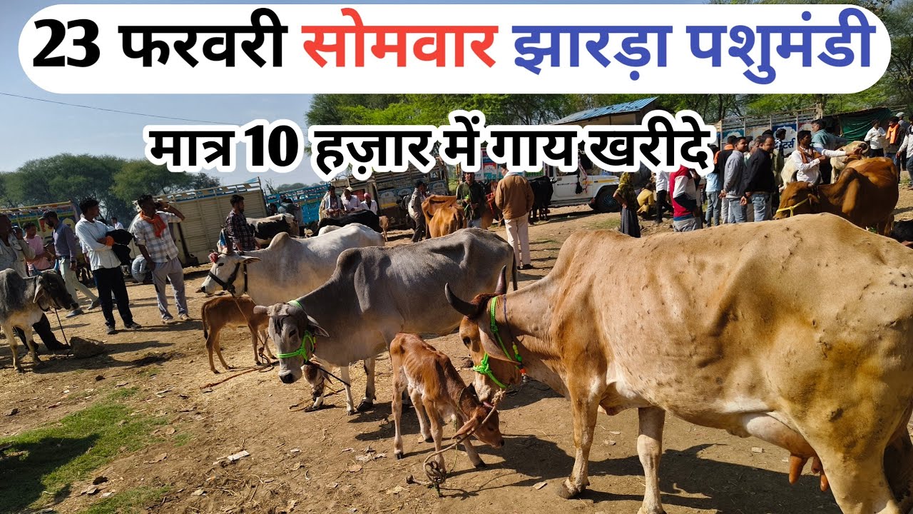 23 फरवरी सोमवार झारड़ा पशुमंडी जिला मंदसौर मध्यप्रदेश ll #झारड़ा_पशु_मेला #dairy_yatra_uday ll 