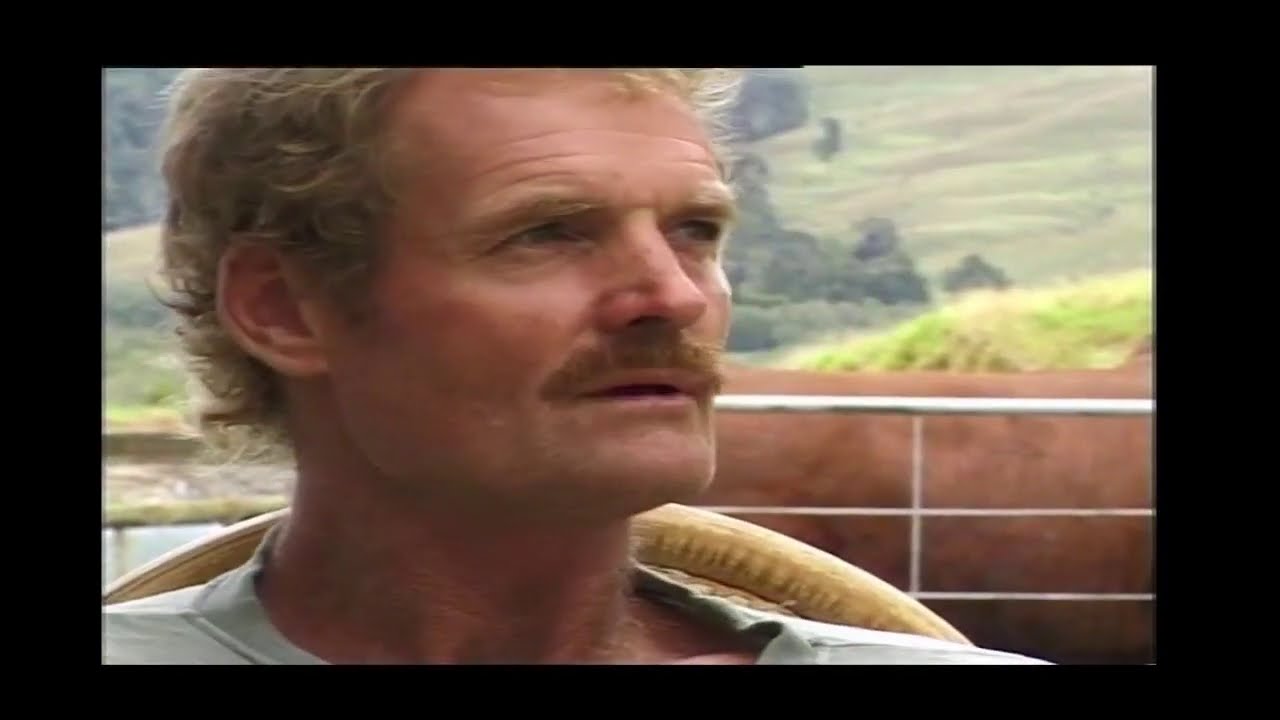 mustering Bulls In New Zealand
