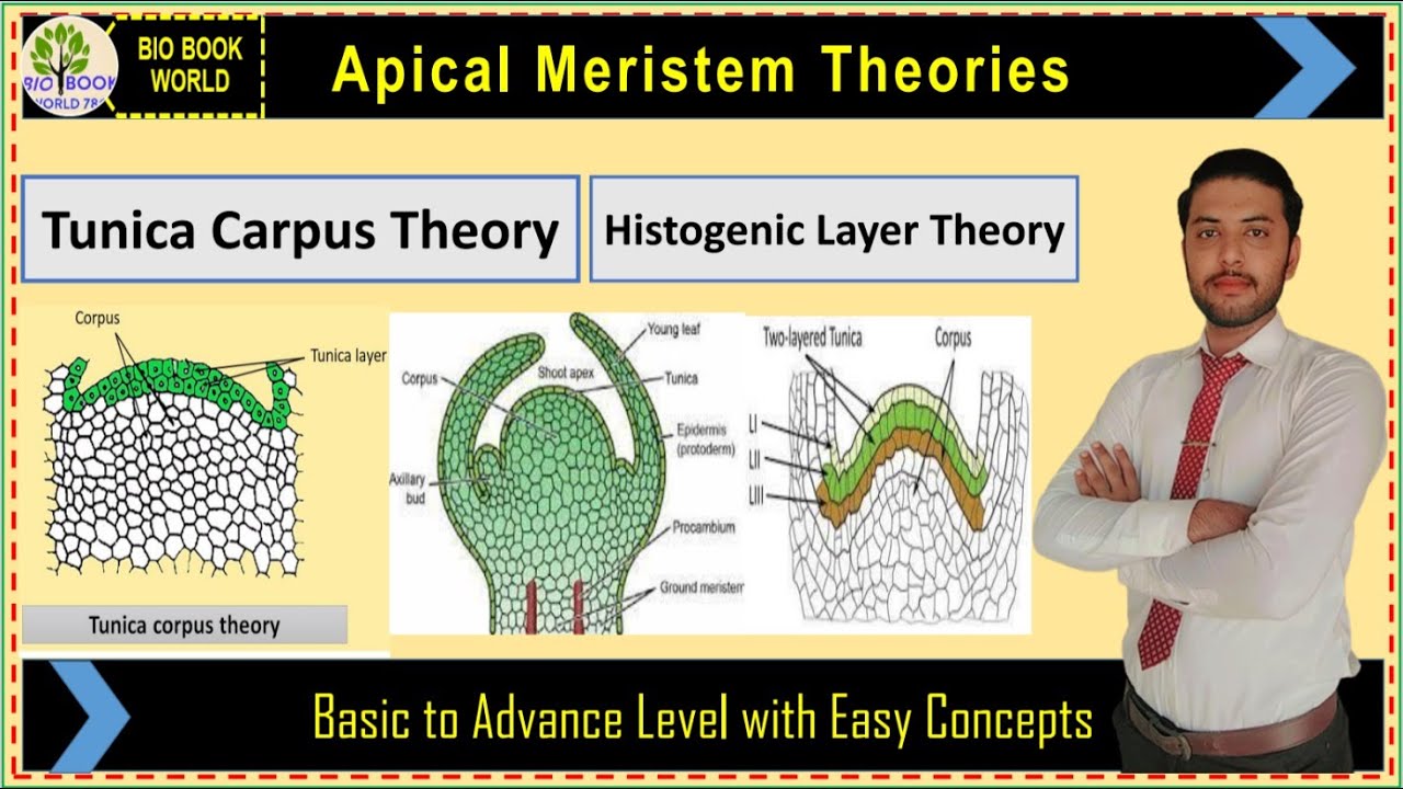Tunica Corpus Theory | Histogenic Layer Theory | Shoot Apical Meristem Theories