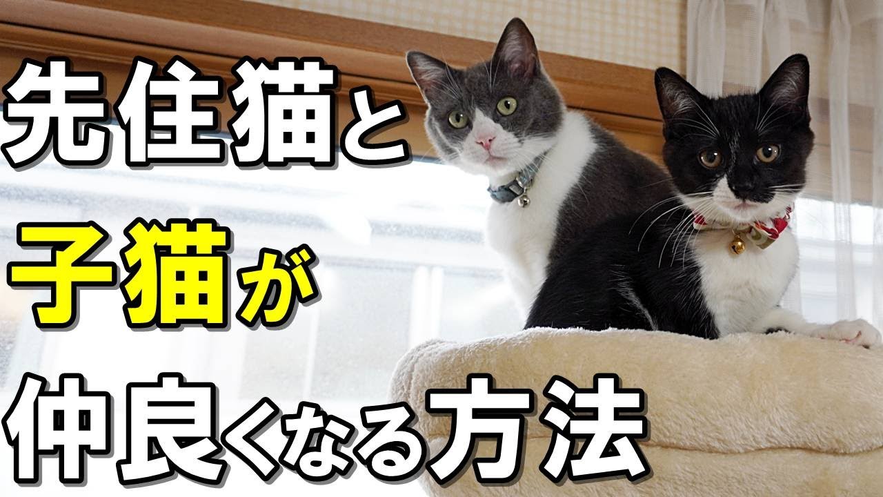 【子猫と先住猫の初対面】仲良くなるための８つのステップ【保護猫】