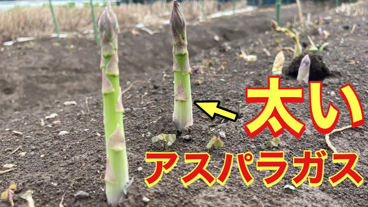 アスパラガス栽培・太いアスパラを育てる大切な春の追肥　種から育てる苗作りのコツ　23/2/25