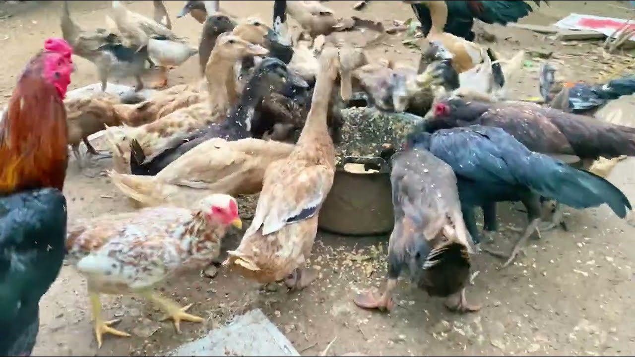 Ternak ayam kampung dan bebek petelur bisa cuan tiap hari dan tiap bulan