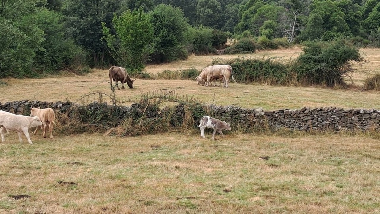 Vaca mamá llamando a becerrín 14 agosto 2025