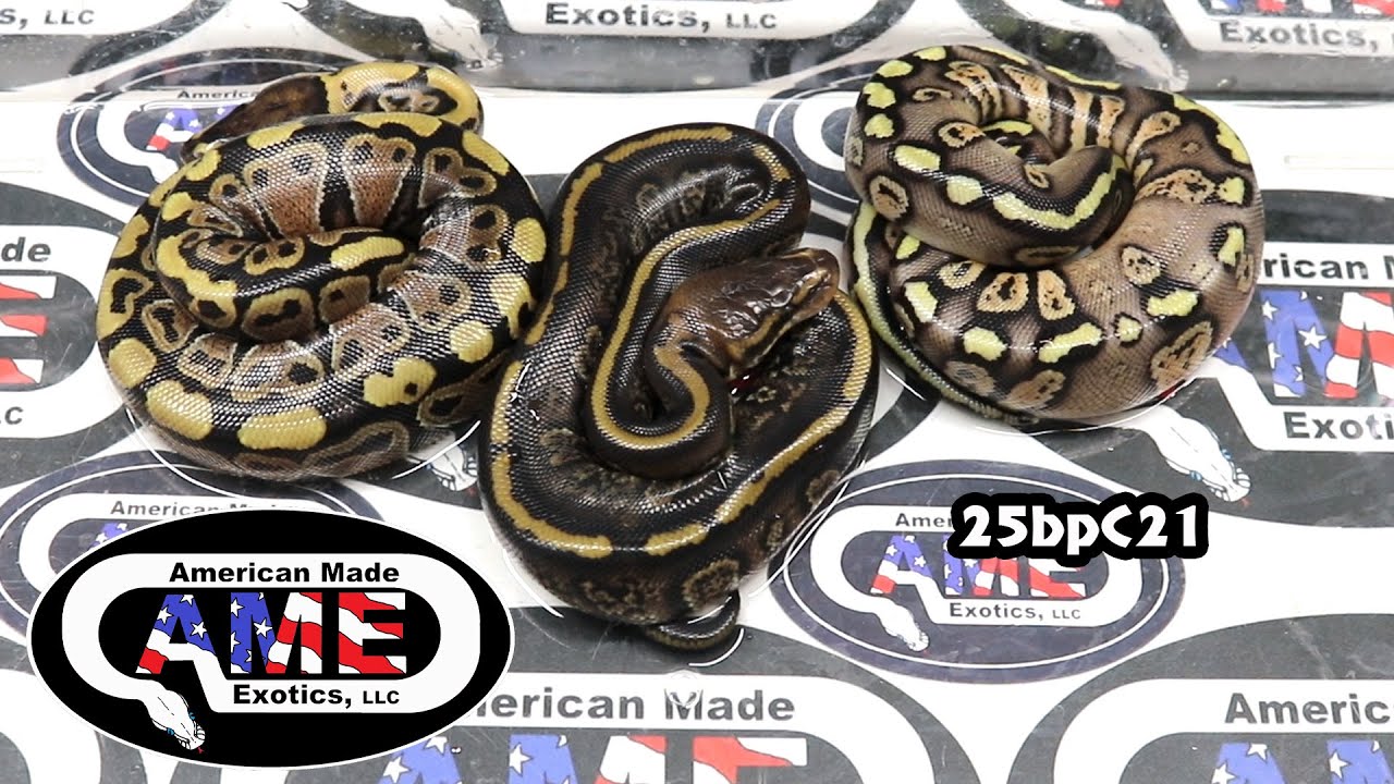 25bpC21 fm Clown Stranger Enchi Pastel x m Paint Banana and m Paint
