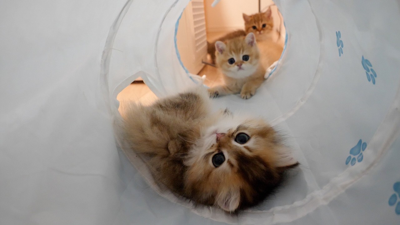 Kittens who made too much noise and got angry with their parents.