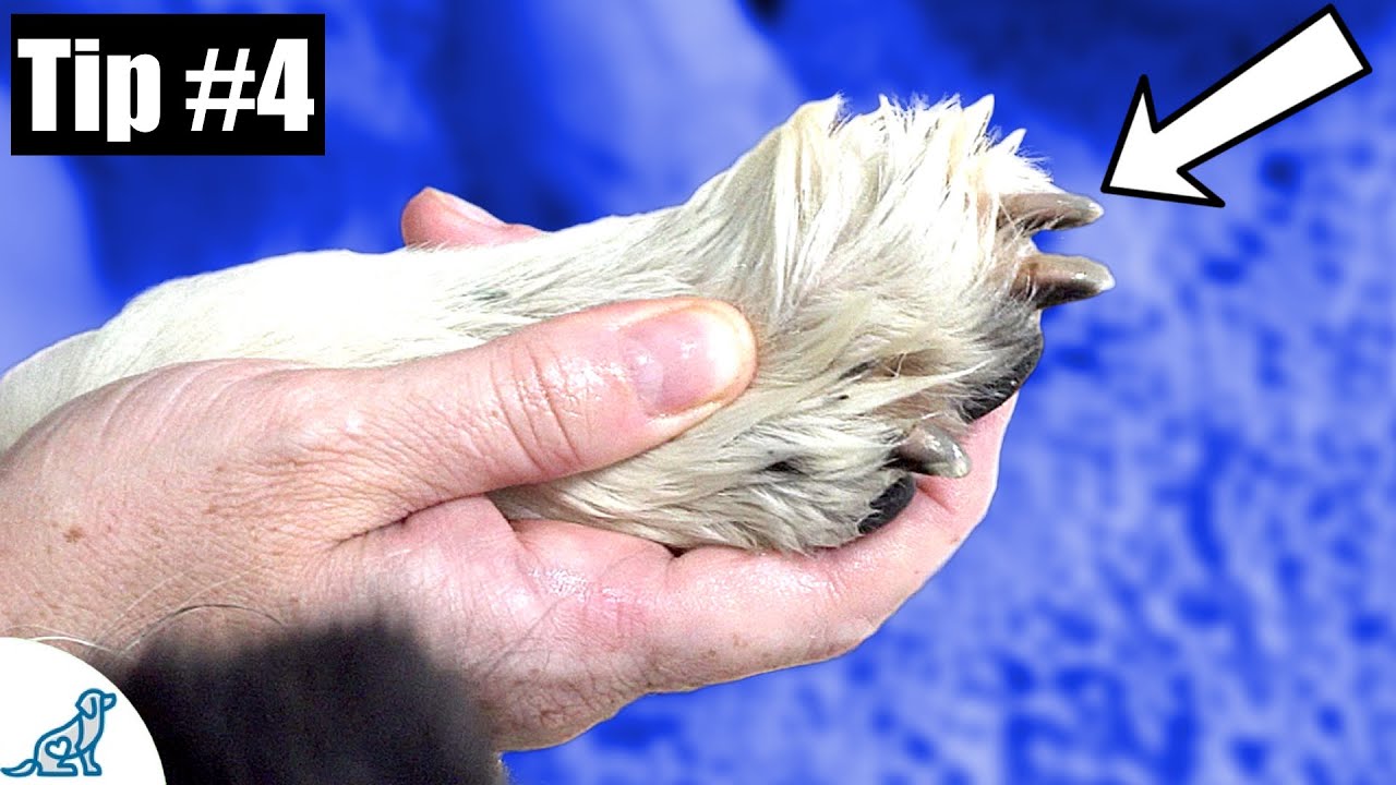 Trimming Dog's Nails - 7 Quick Tips To Make It Easier!
