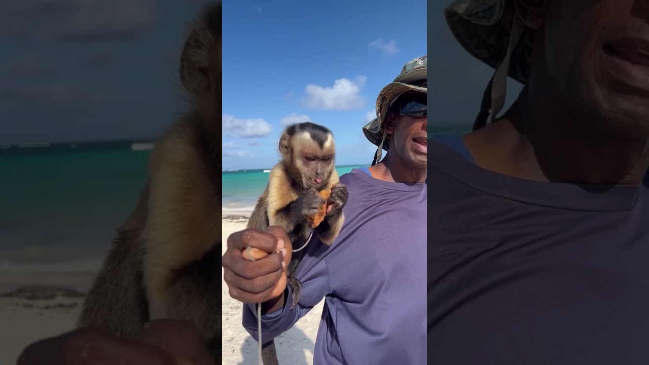 Punta Cana Monkey Man