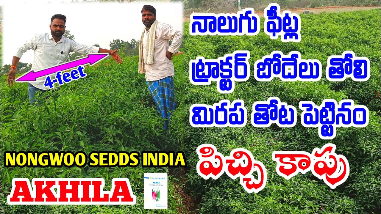 chilli seeds growing telugu | best mirchi seeds variety | mirchi farming