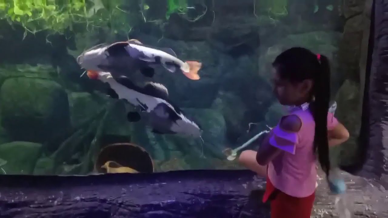 Aqua Vega Akvaryum🙃Ankara (#GezginYaşam)
