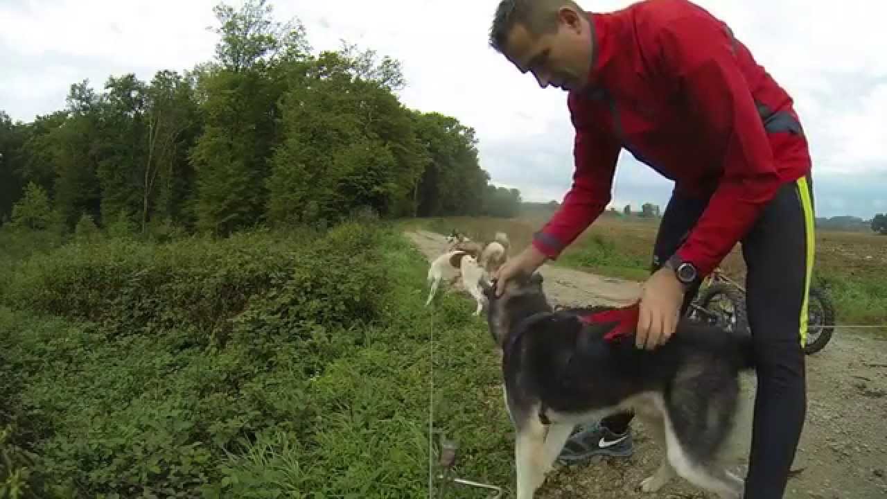 Kart 4 chiens - Sept 2015 By StanMushing