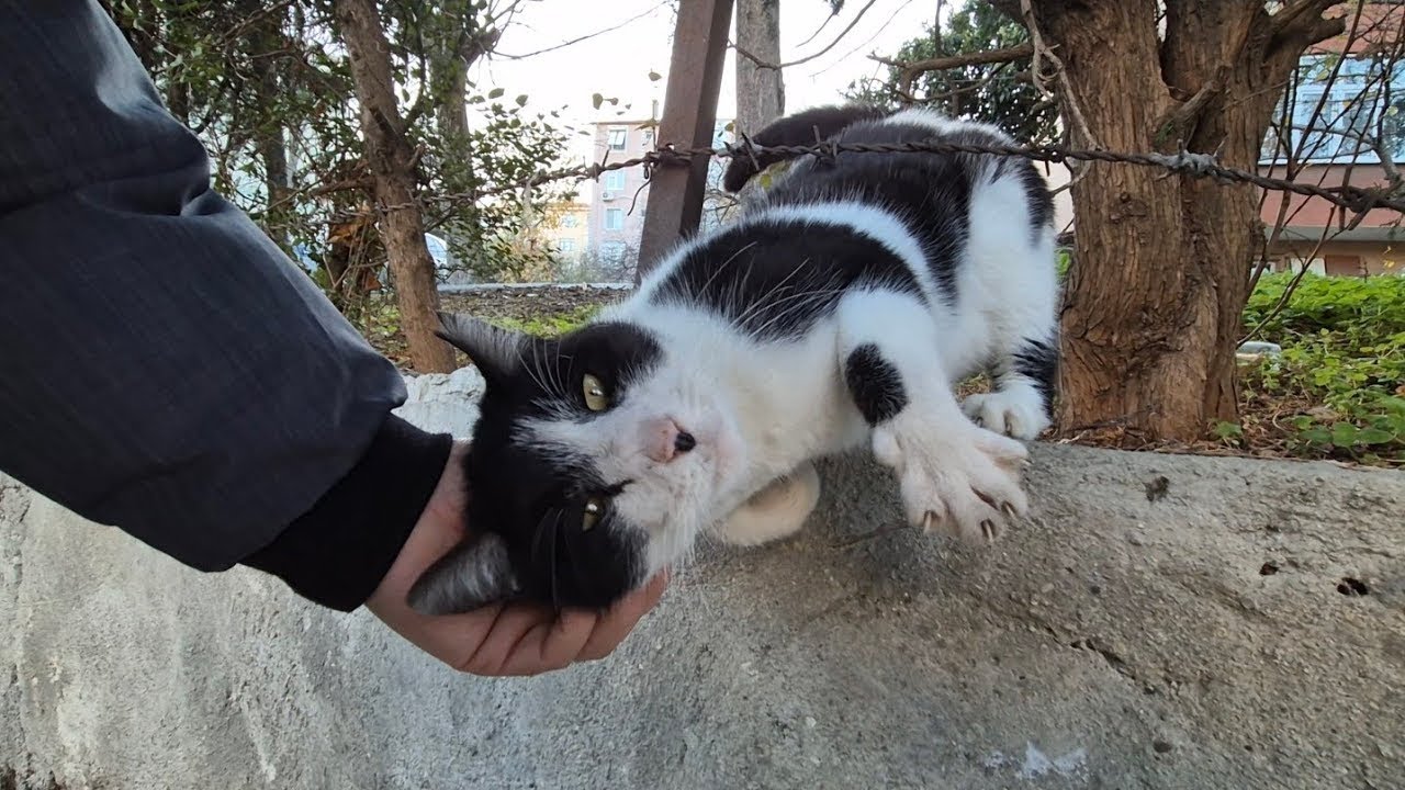 Tuxedo cat is so friendly you will admire her.