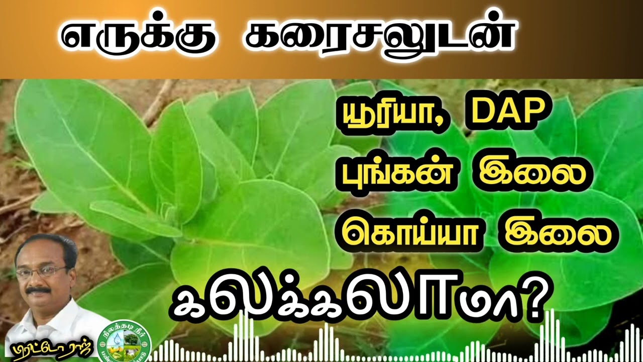 எருக்கு கரைசலுடன், யூரியா, புங்கன் இலை சேர்க்கலாமா?