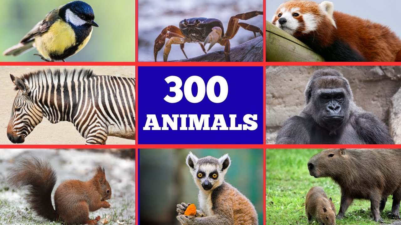 300 Animals for Kids 🐾 | Learn Animal Names, Sounds & Fun Facts | Educational Video for Children