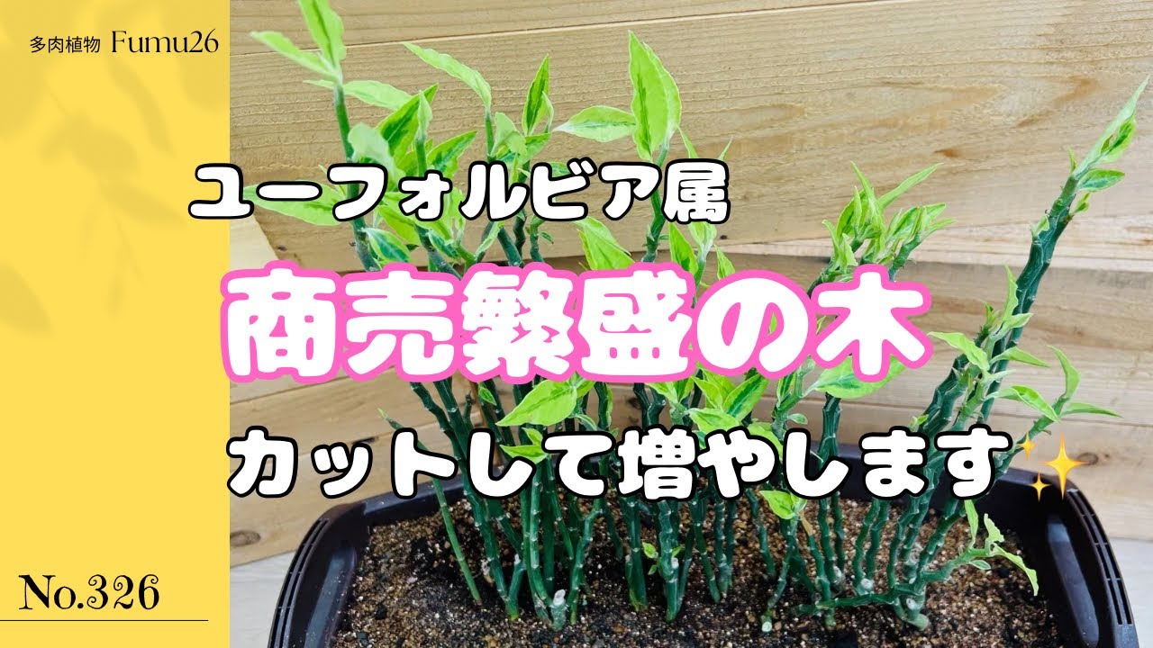 のびのび多肉をカットして増やします✂️【多肉植物】【大銀龍】