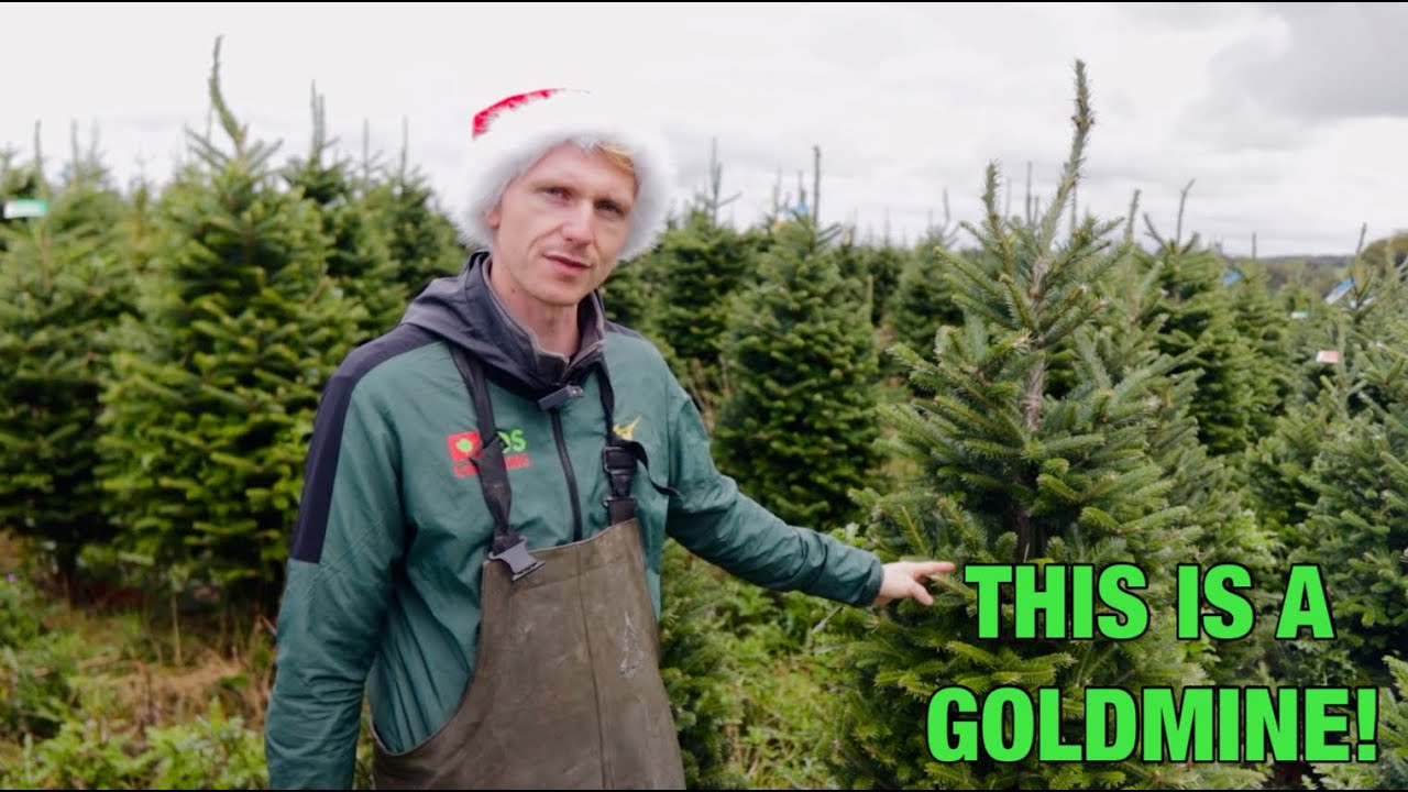 How Much Money I Really Make Selling Christmas Trees Every Year??
