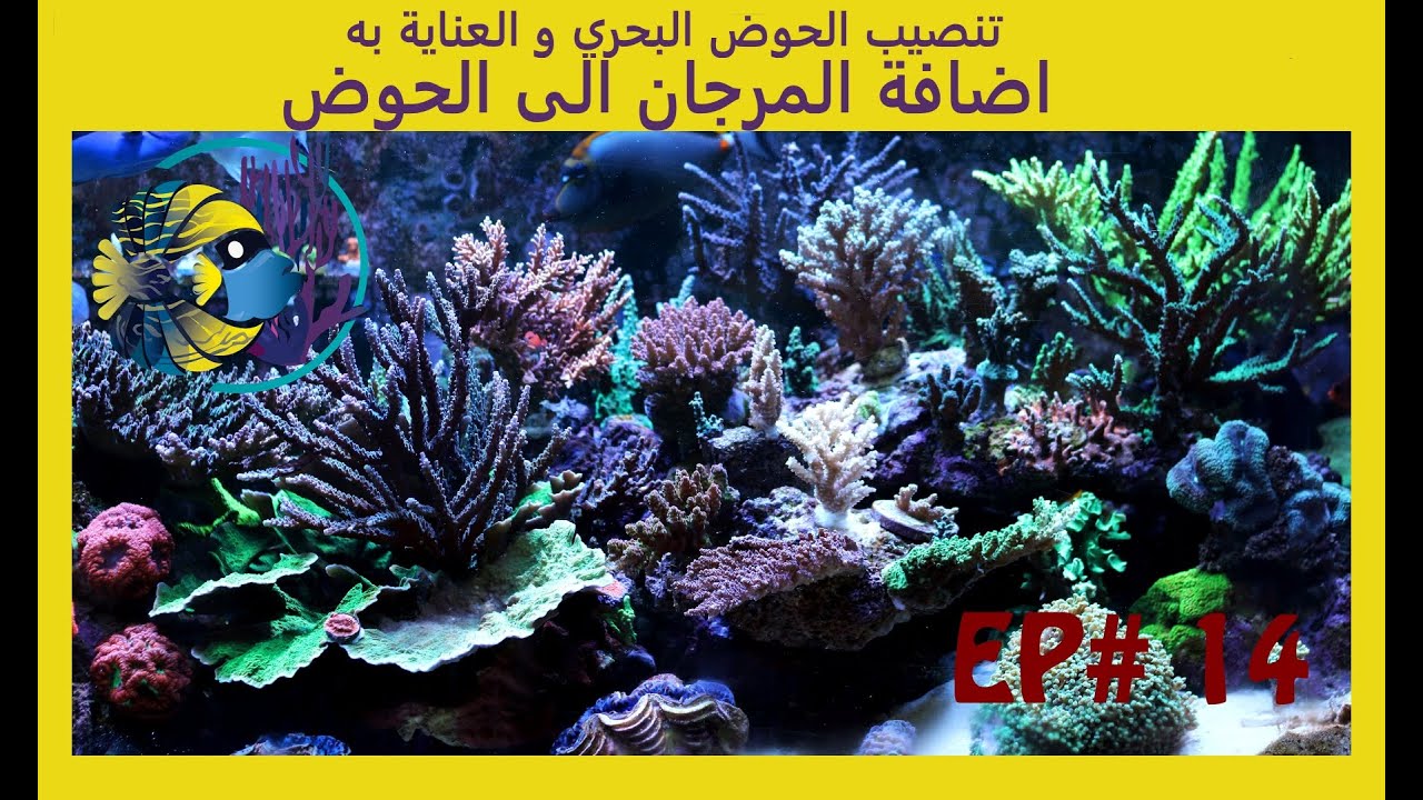#14 تنصيب الحوض البحري و العناية به - اضافة المرجان الى الحوض