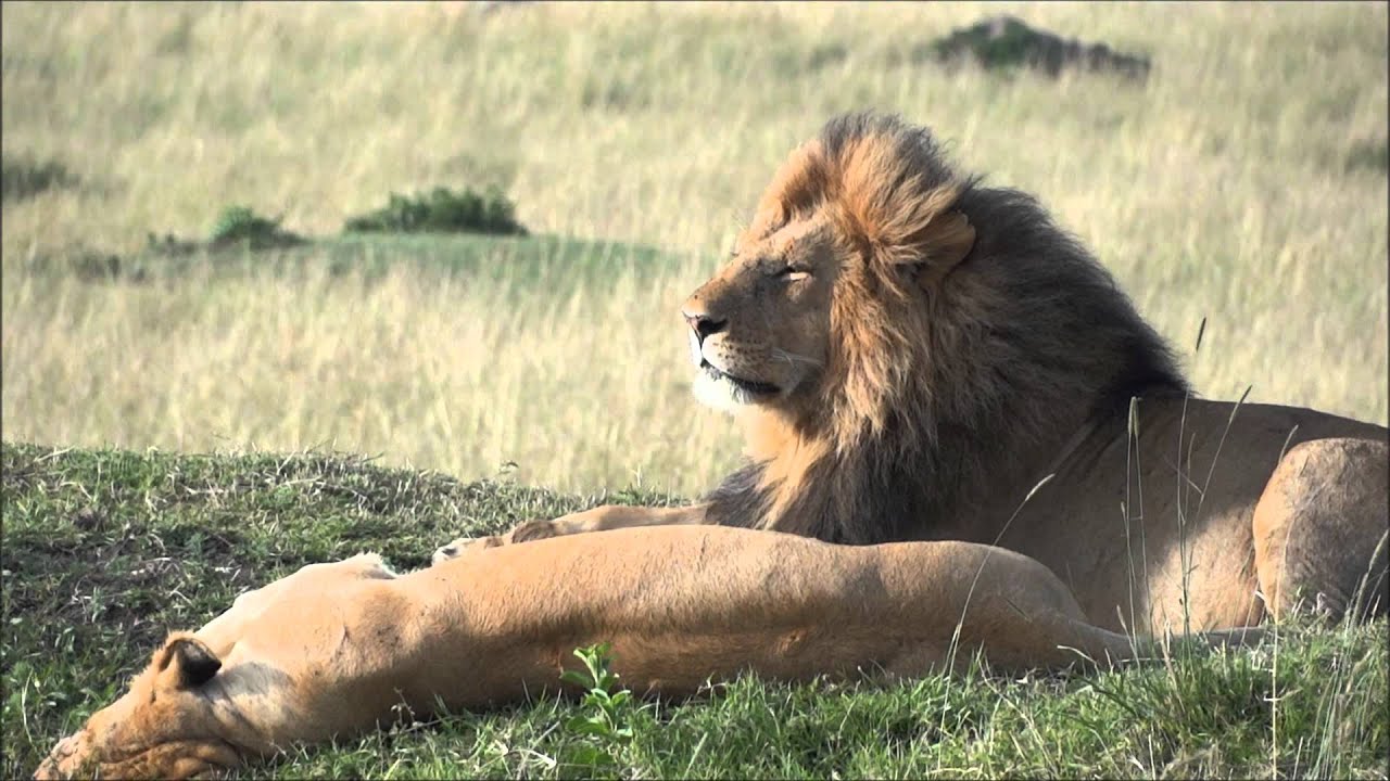 Masai Mara Pride of Lions