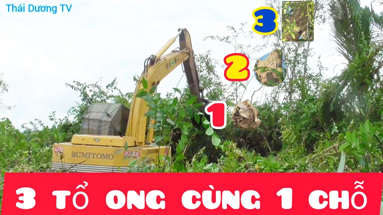 Tài xế bỏ chạy khi đụng phải 3 tổ ong vò vẽ cùng 1 chỗ