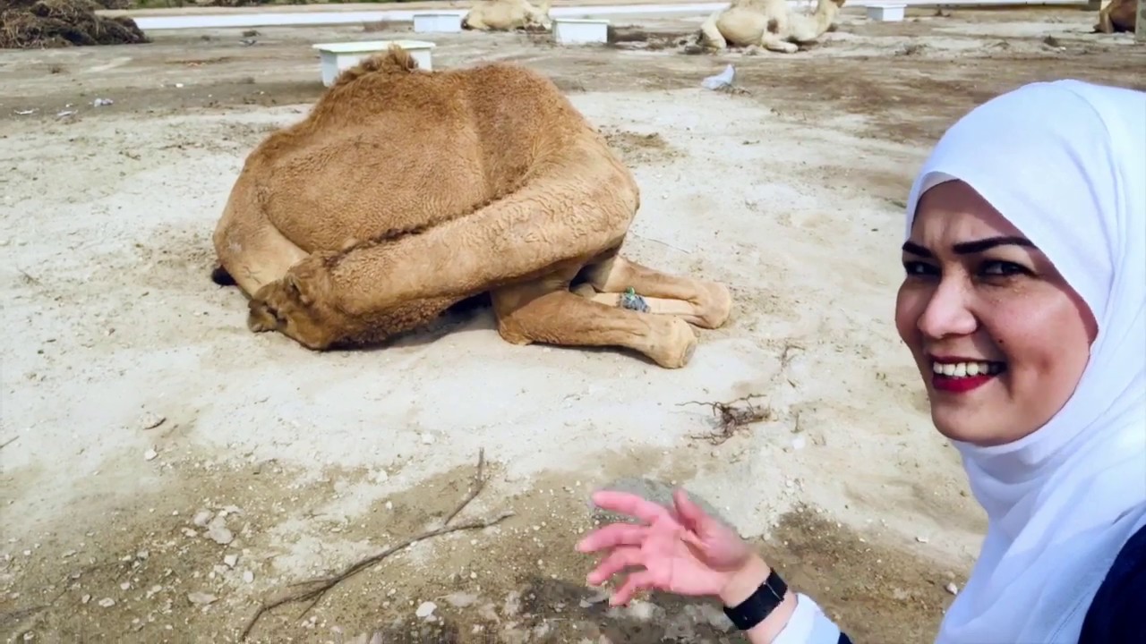 THE ROYAL CAMEL FARM |BAHRAIN #CAMELFARM #ROYALCAMELFARM