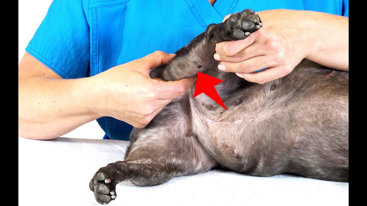 Gracilis Modified Stretch