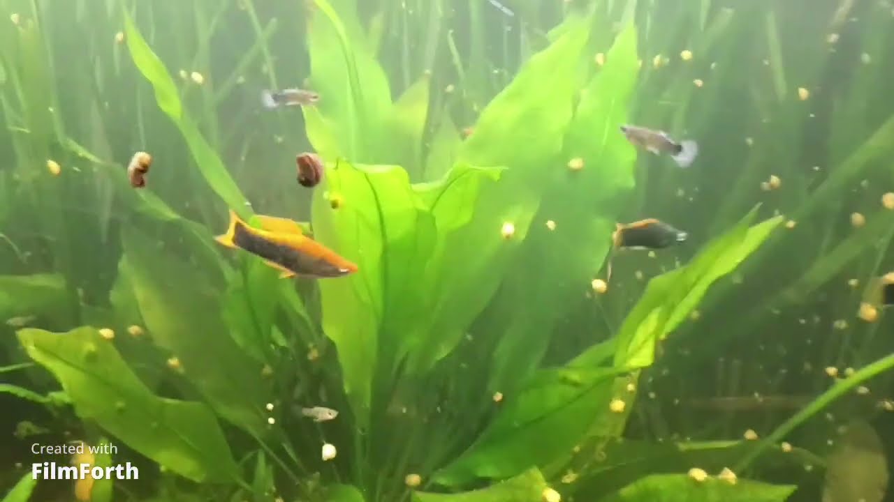 A podar las Higrophilas.. Así va mi plantado mas grande.