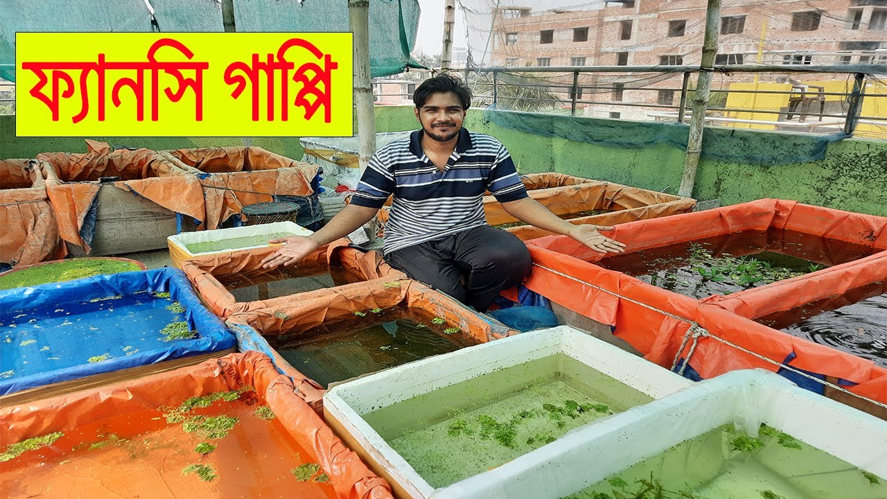 সহজে ফ্যানসি গাপ্পি মাছের চাষ। Fancy guppy fish farm at home