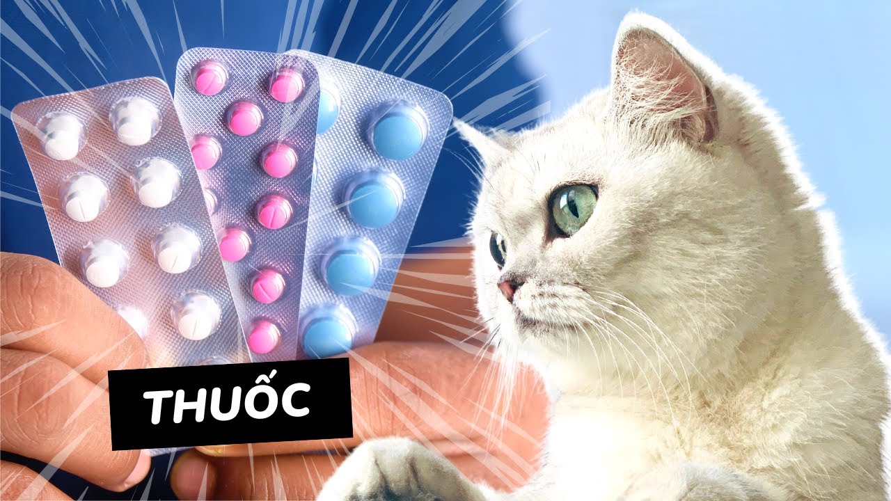 Điều Bạn Cần Biết Khi Dùng Thuốc Cho Mèo 💊✅