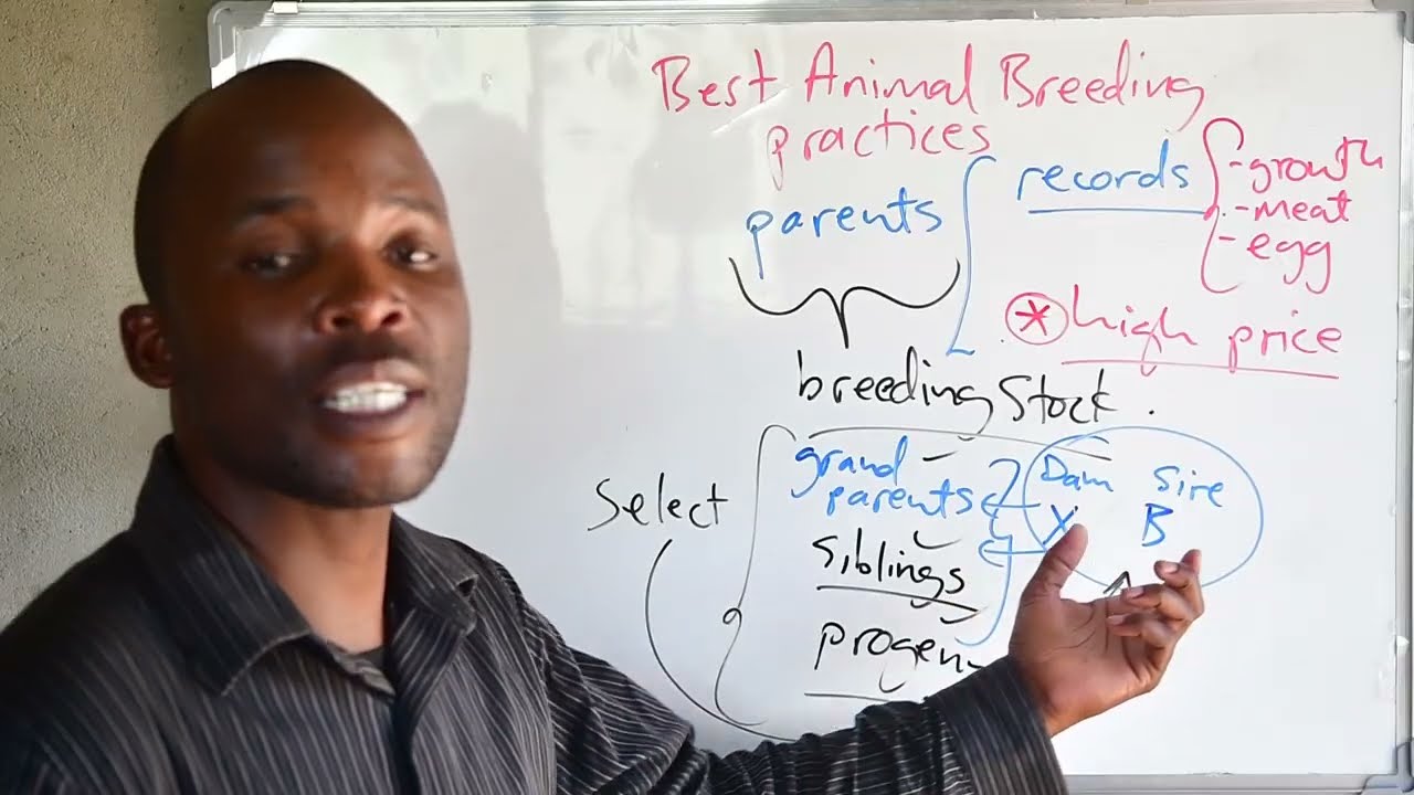 Best Animal breeding practices in Zimbabwe.