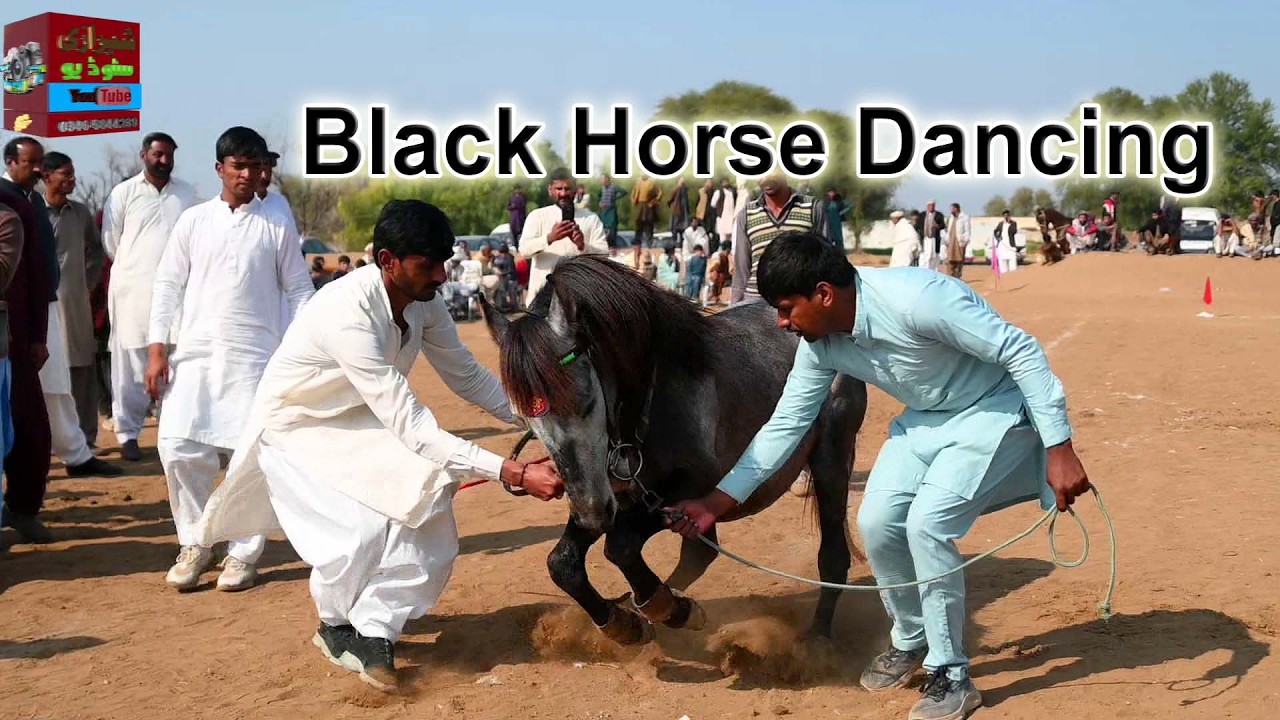 Punjab Cultural Horse Dance ll Chakwal Ghora Dance ll Lates Ghora Dance 2026 ll Black Horse Dance
