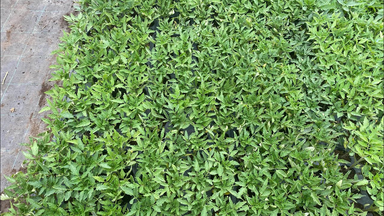 PLANTAREA ROSIILOR IN SOLAR!