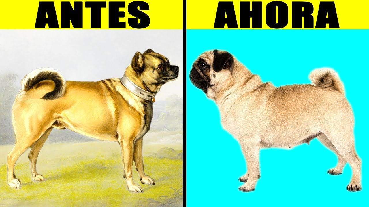 Mira Lo Que 100 Años De Cria Selectiva Le Han Hecho A Los Perros