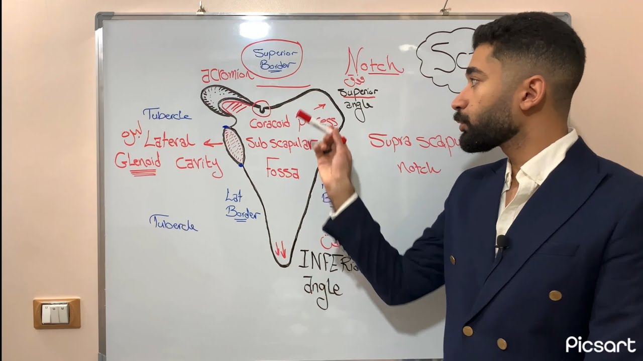 Scapula bone 🦴 Dr Amr Abdallah 🔥