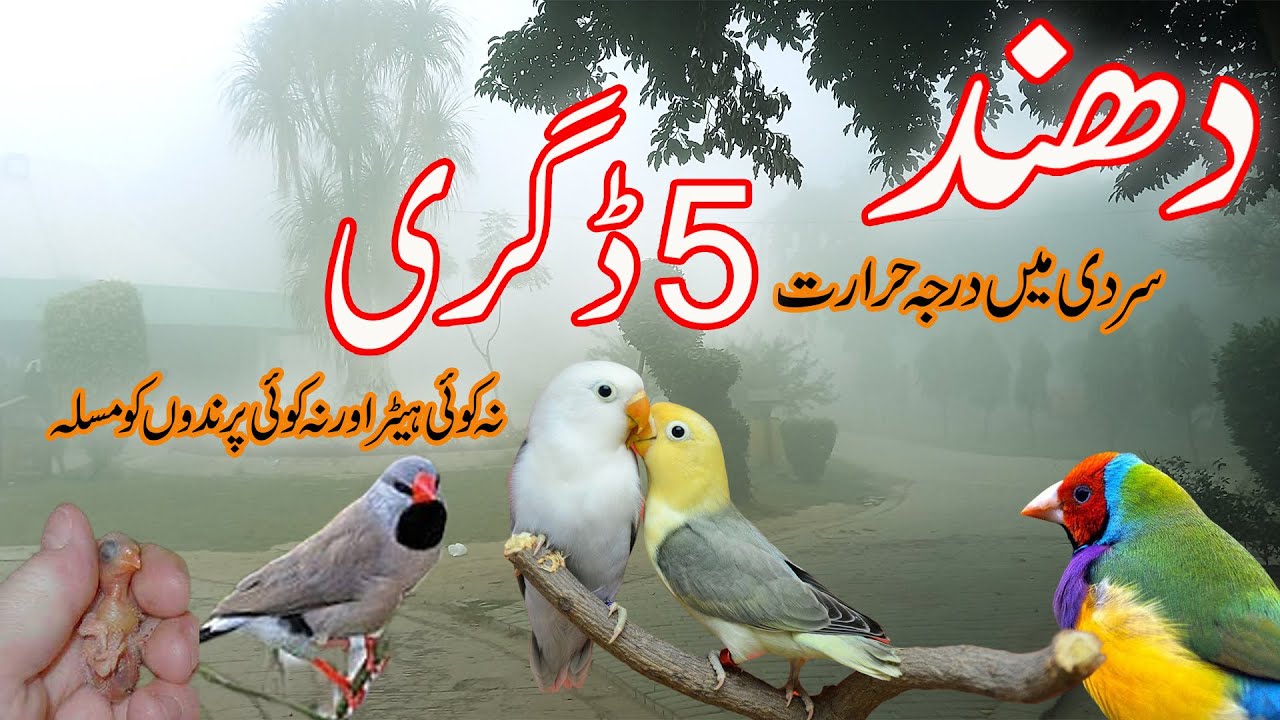 دھند اور سردی میں پرندوں کی حفاظت کرنے کے لئےکیا ہیٹر لگانا چاہیے؟۔ نیو فینسیر وڈیو کو لازمی دیکھیے