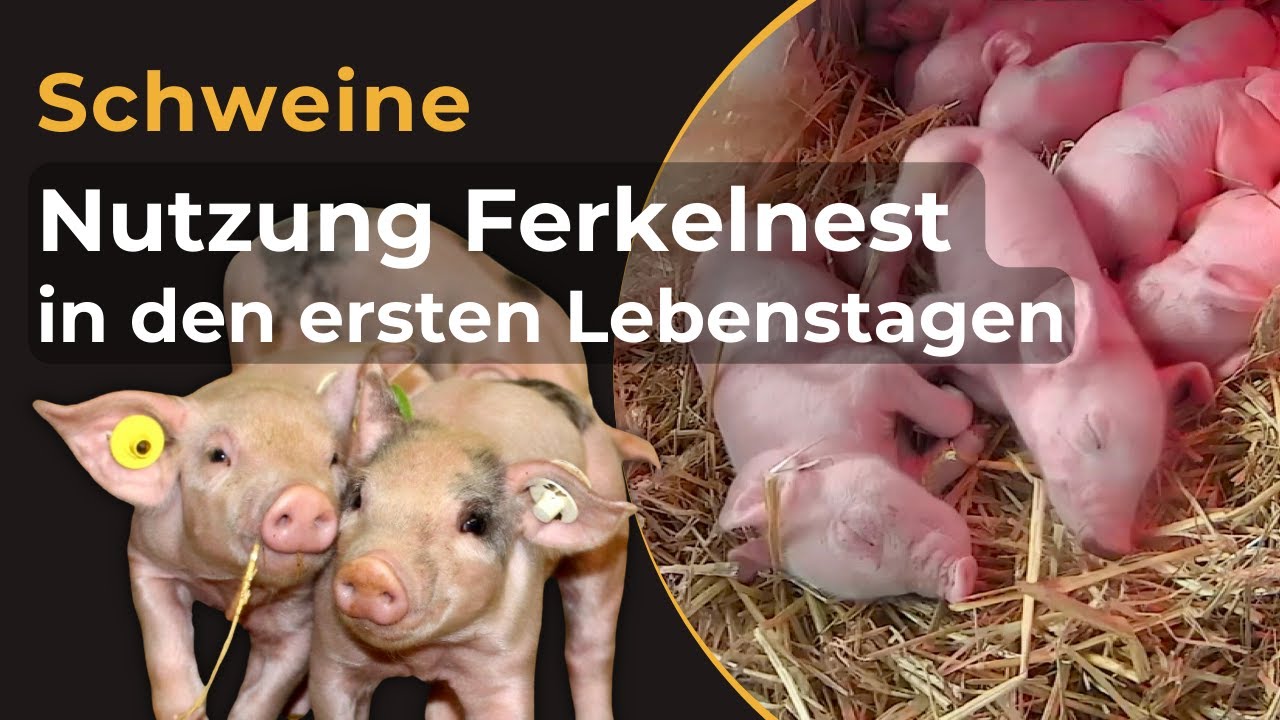 Nutzung des Ferkelnests in den ersten Lebenstagen