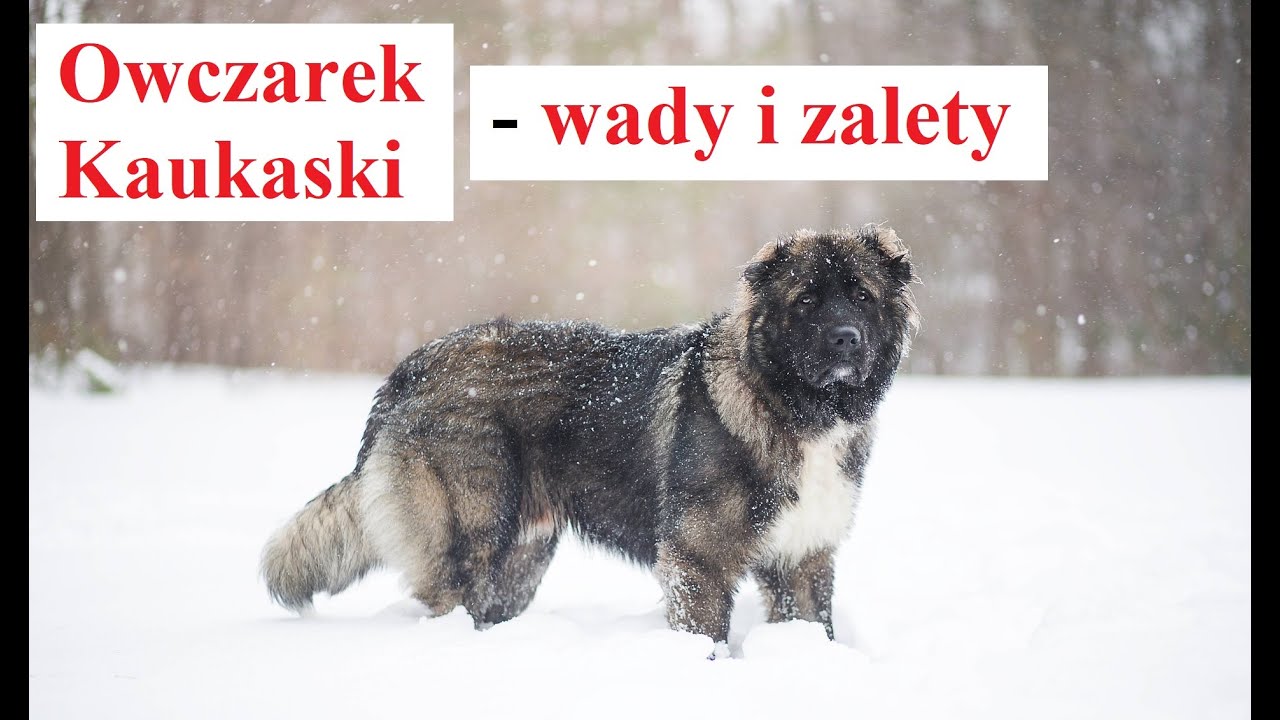 Owczarek Kaukaski - WADY i ZALETY