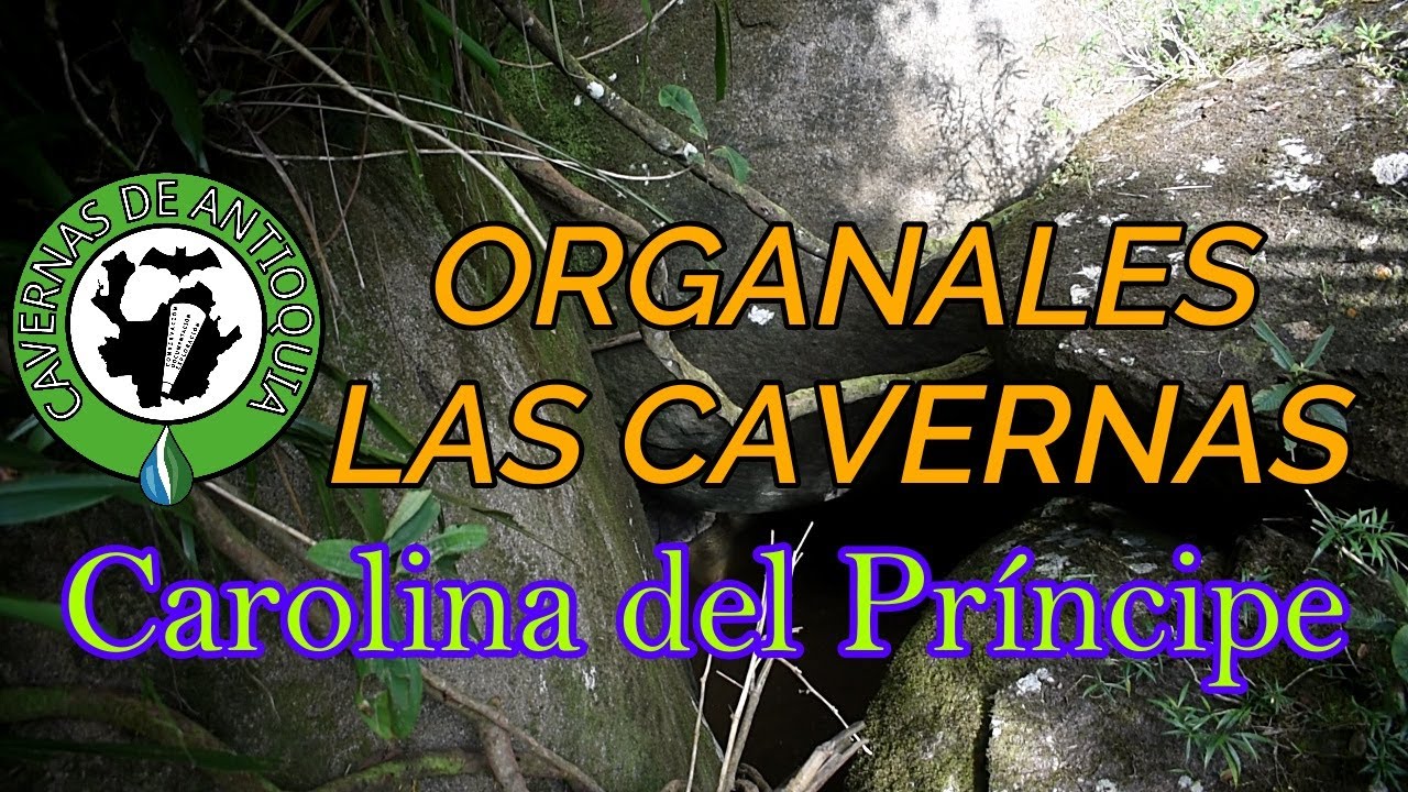 ORGANALES 