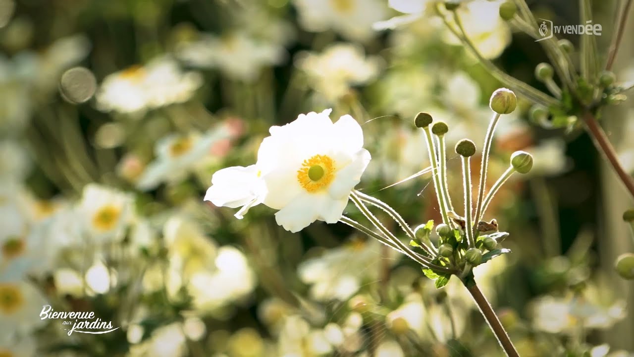 Bienvenue aux jardins - Jardin de Ville