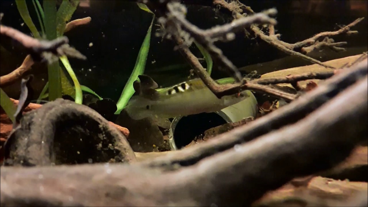 Crenicichla regani spawning