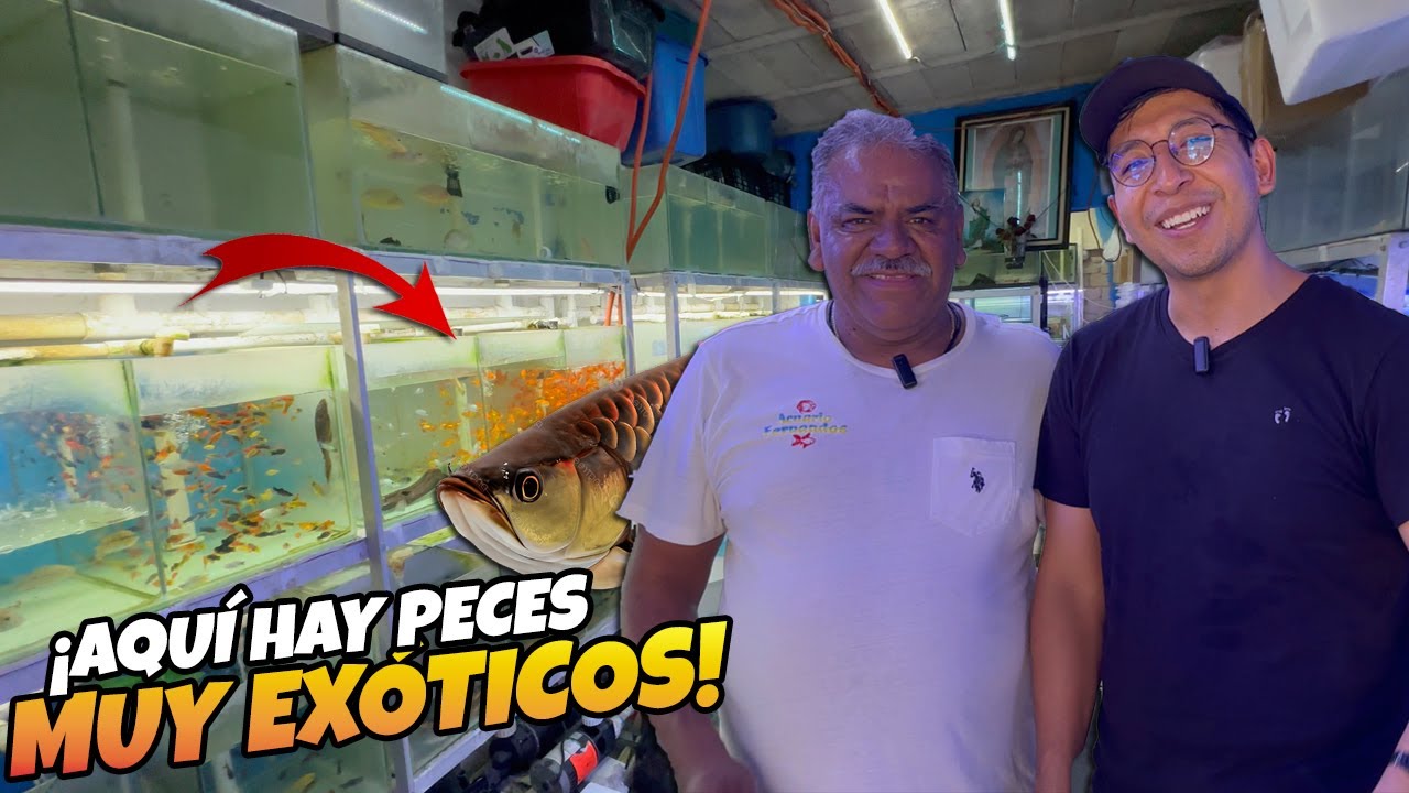 Encontramos el local con MÁS PECES en el MERCADO de Peces la MORELOS 😍
