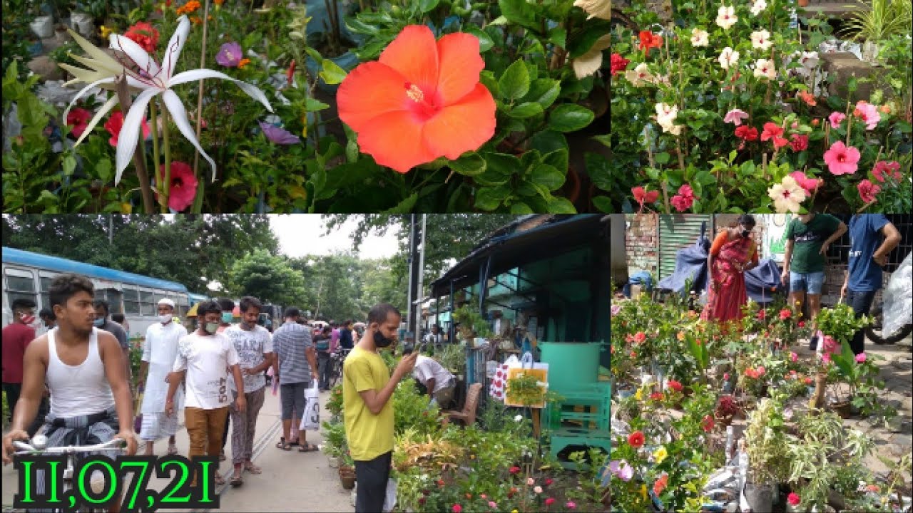 Galiff Street Flower Plants Market In Kolkata Visit || Tala Hat || Bagbazar Flower Plants Market