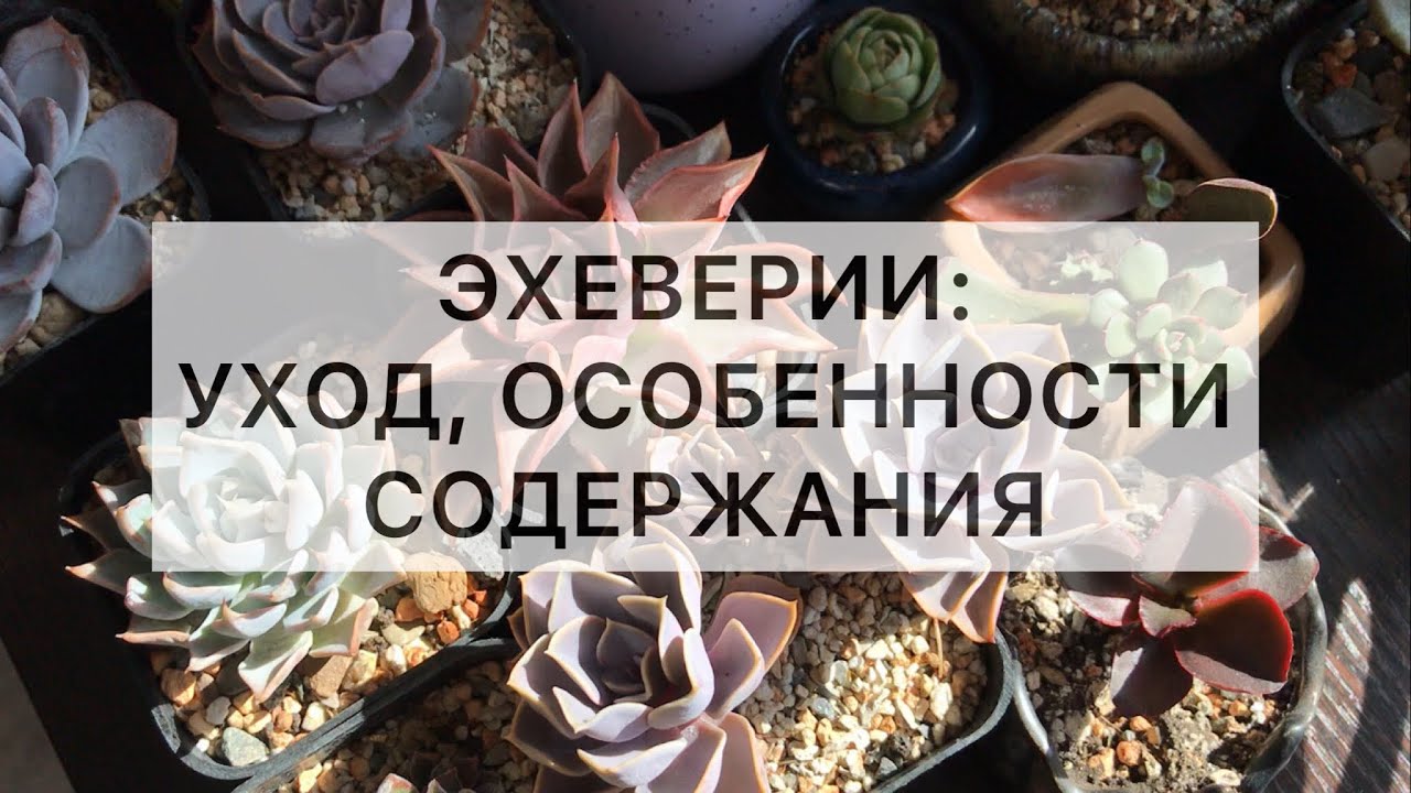 Как ухаживать за эхевериями