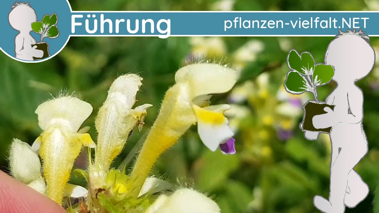 🔎 KW 32 - Wildpflanzenführung 1/1 - (Anfang August) - Bunter, nahrhafter, schleimiger Mix