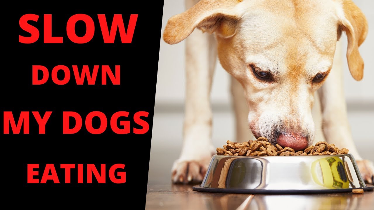 My Dog Eats Too Fast - How to Slow Down Your Dogs Eating