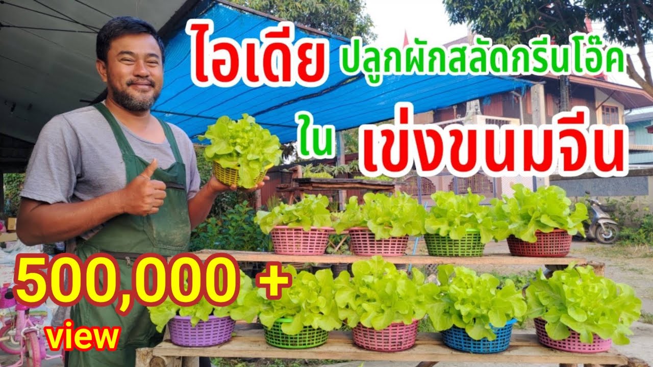 ปลูกผักสลัดกรีนโอ๊คปลอดสารในเข่งขนมจีน | ไอเดียปลูกผักแบบพื้นที่น้อยและช่วยประหยัดต้นทุน