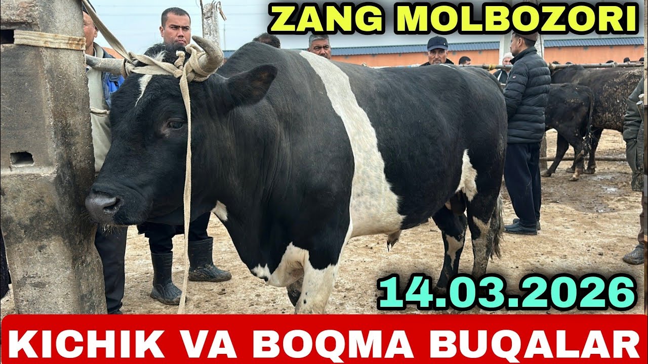 BOQMA VA SEMIZ BUQALAR NARXLARI SURXONDARYO MUZRABOT ZANG MOLBOZORI 