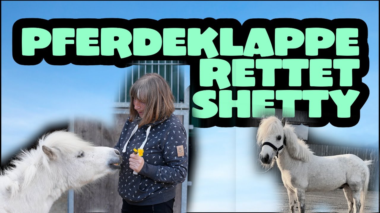 Pferdeklappe Norderbrarup feiert die Rettung von Shettywallach „Vinnie“ - auch gegen Kritiker