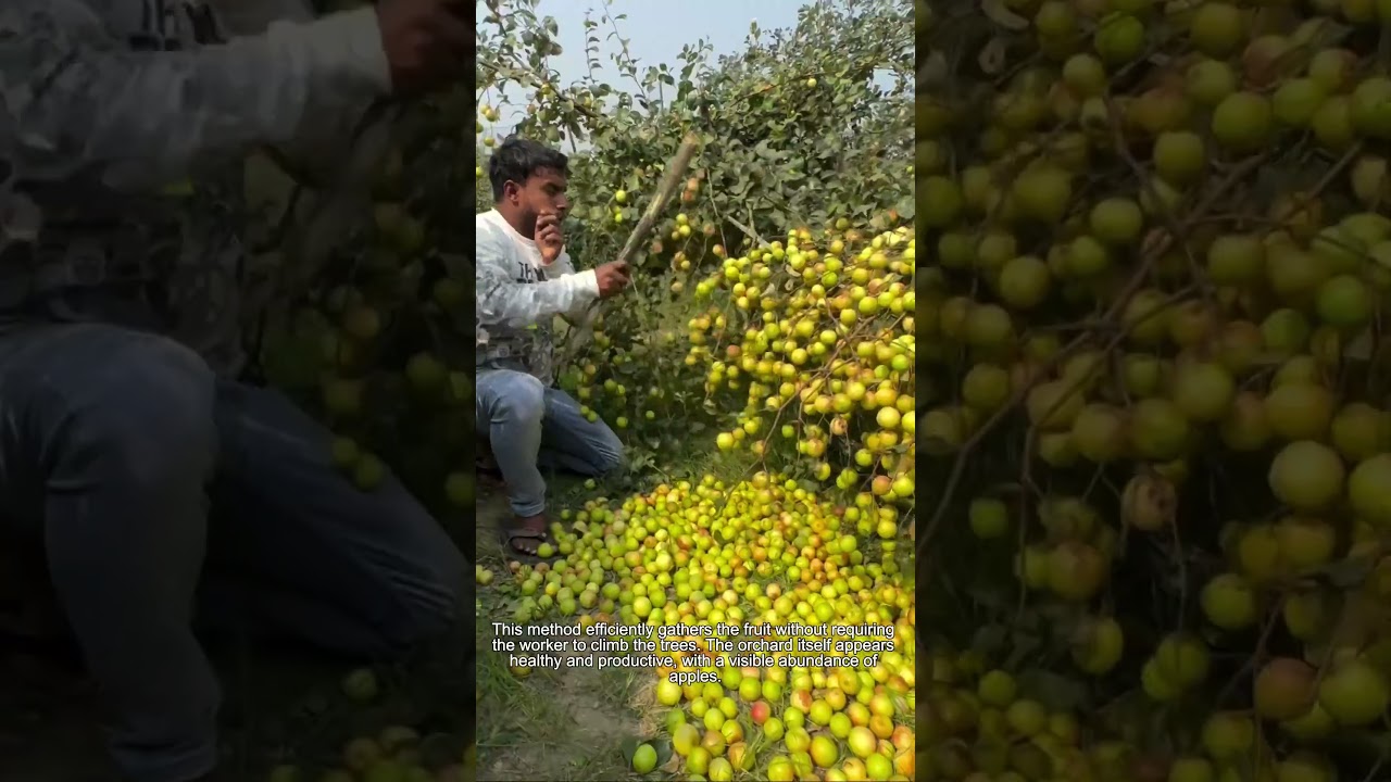 Easy Apple harvesting techniques Revealed