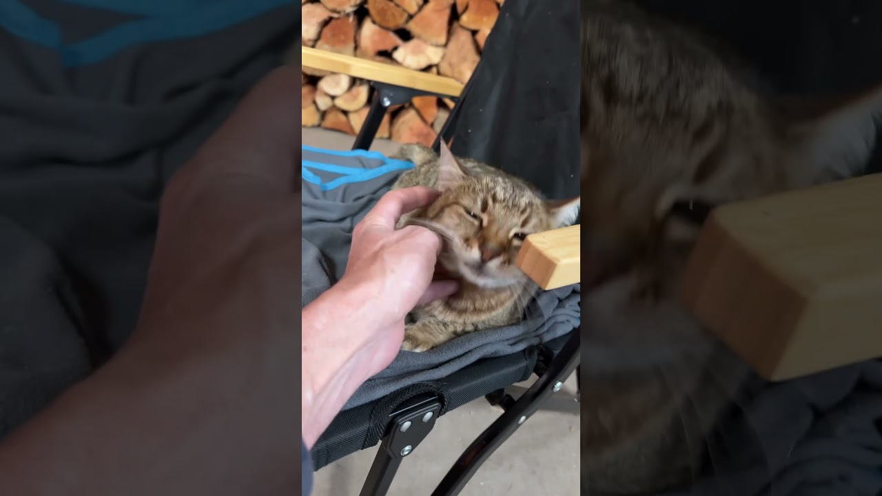How long do cats live?